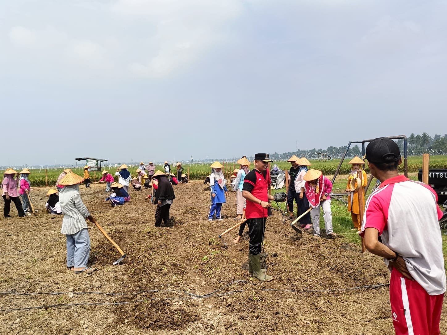 Demplot Pangan Nagari Tiga Sepakat Inderapura 